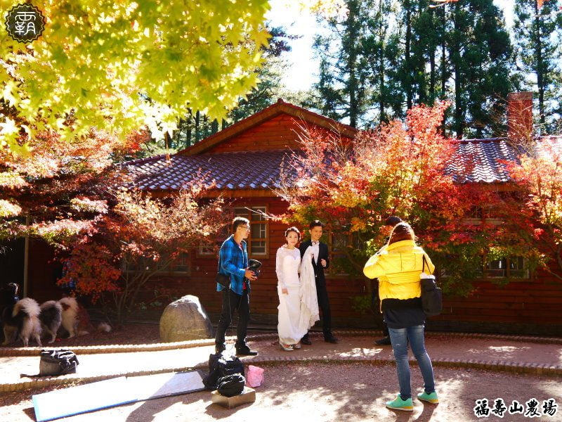 福壽山農場，深秋賞楓，欣賞黃、綠、紅三色交疊之美。