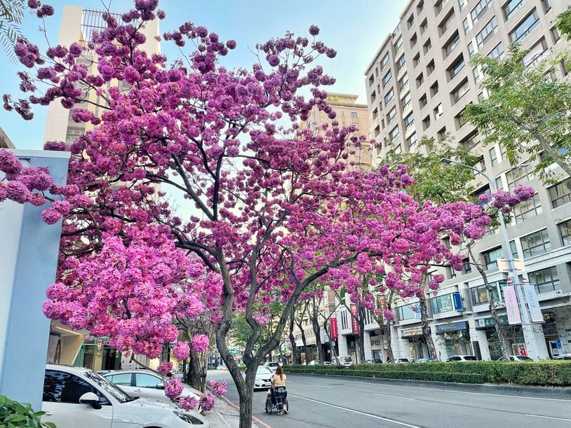 一棵抵百株！超爆炸的粉紅色風鈴木就在台中市區的路邊！