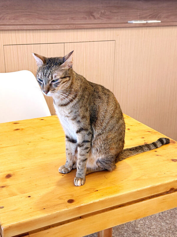 后里人氣早餐春坂,超萌店貓陪吃的療癒系小店,必點濃郁唐揚雞咖哩 7 2026 08 31 015751